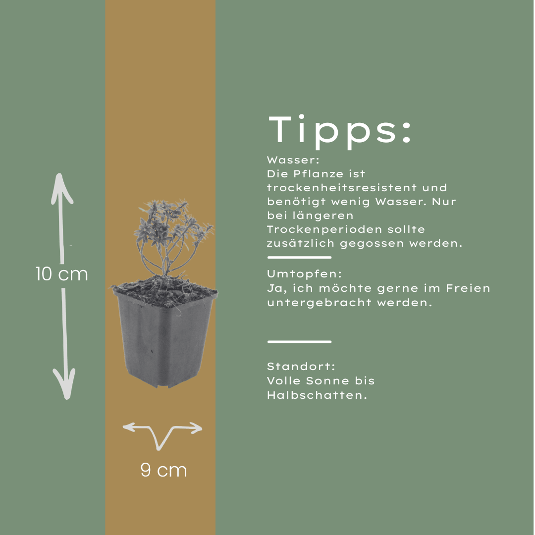 Livraison plante Corbeille d'argent