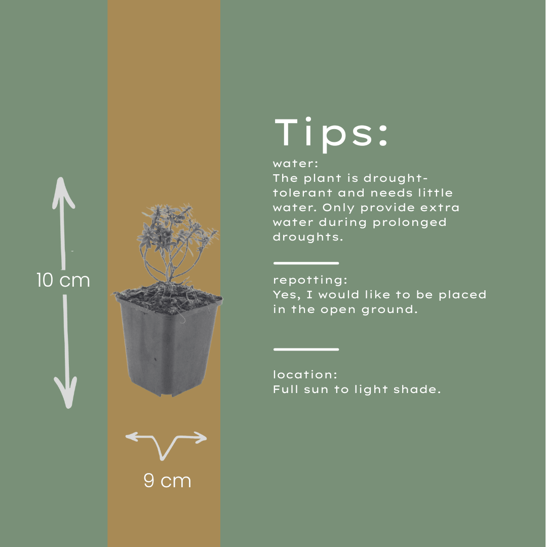 Livraison plante Corbeille d'argent