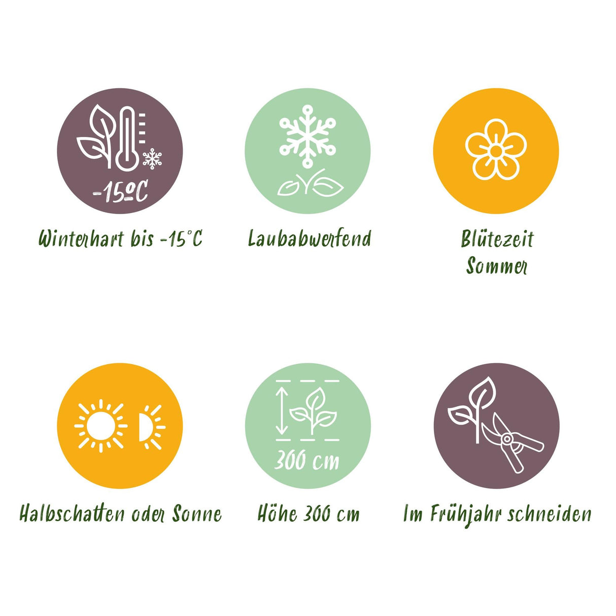 Livraison plante Cotinus coggygria Royal Purple – Pot 12 cm – Hauteur 35 cm