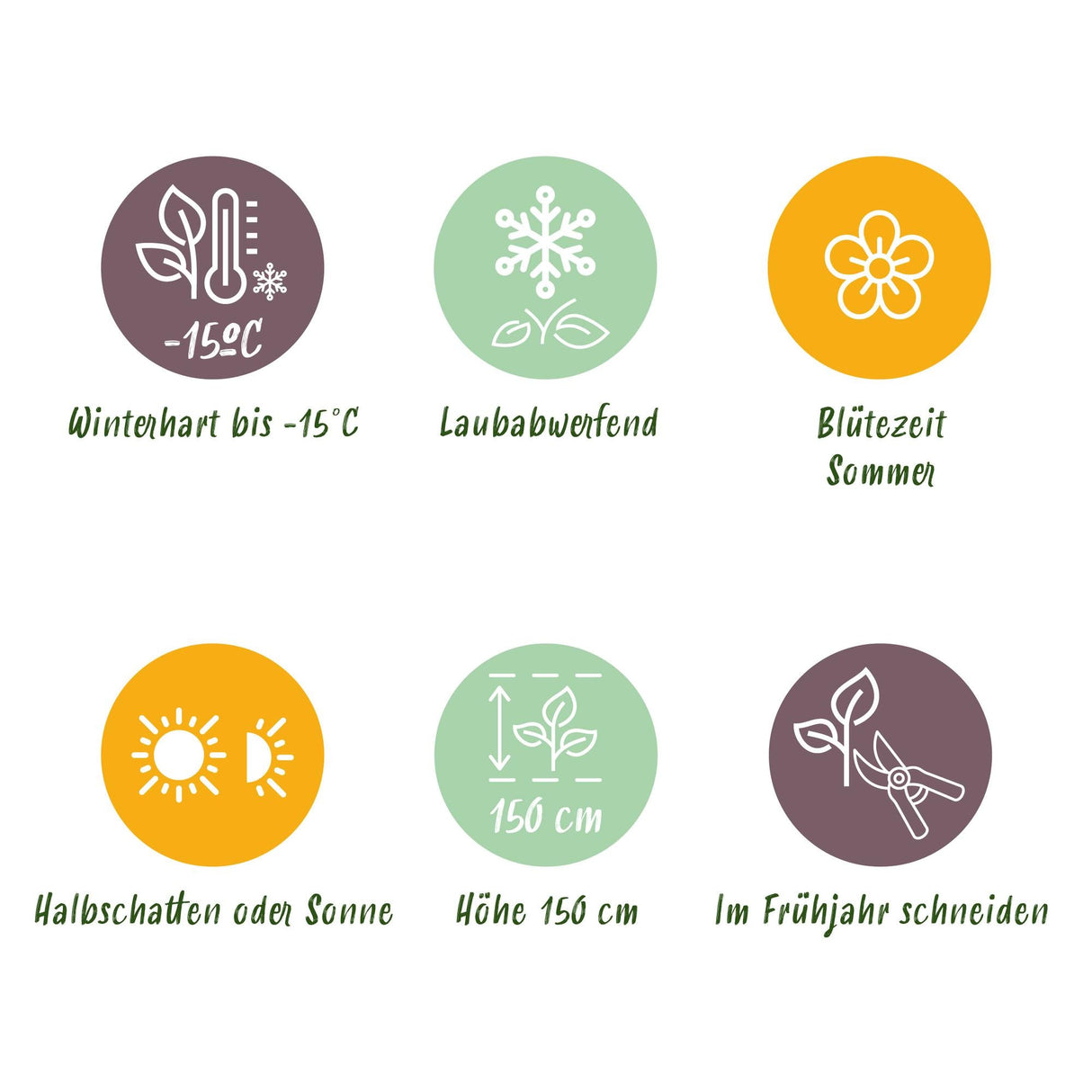 Livraison plante Cotinus coggygria Young Lady – Lot de 3 – Pot 12 cm