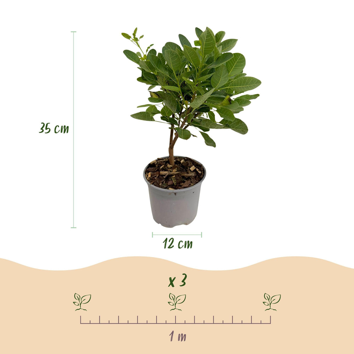 Livraison plante Cotinus coggyria Young Lady – Pot 12 cm – Hauteur 35 cm