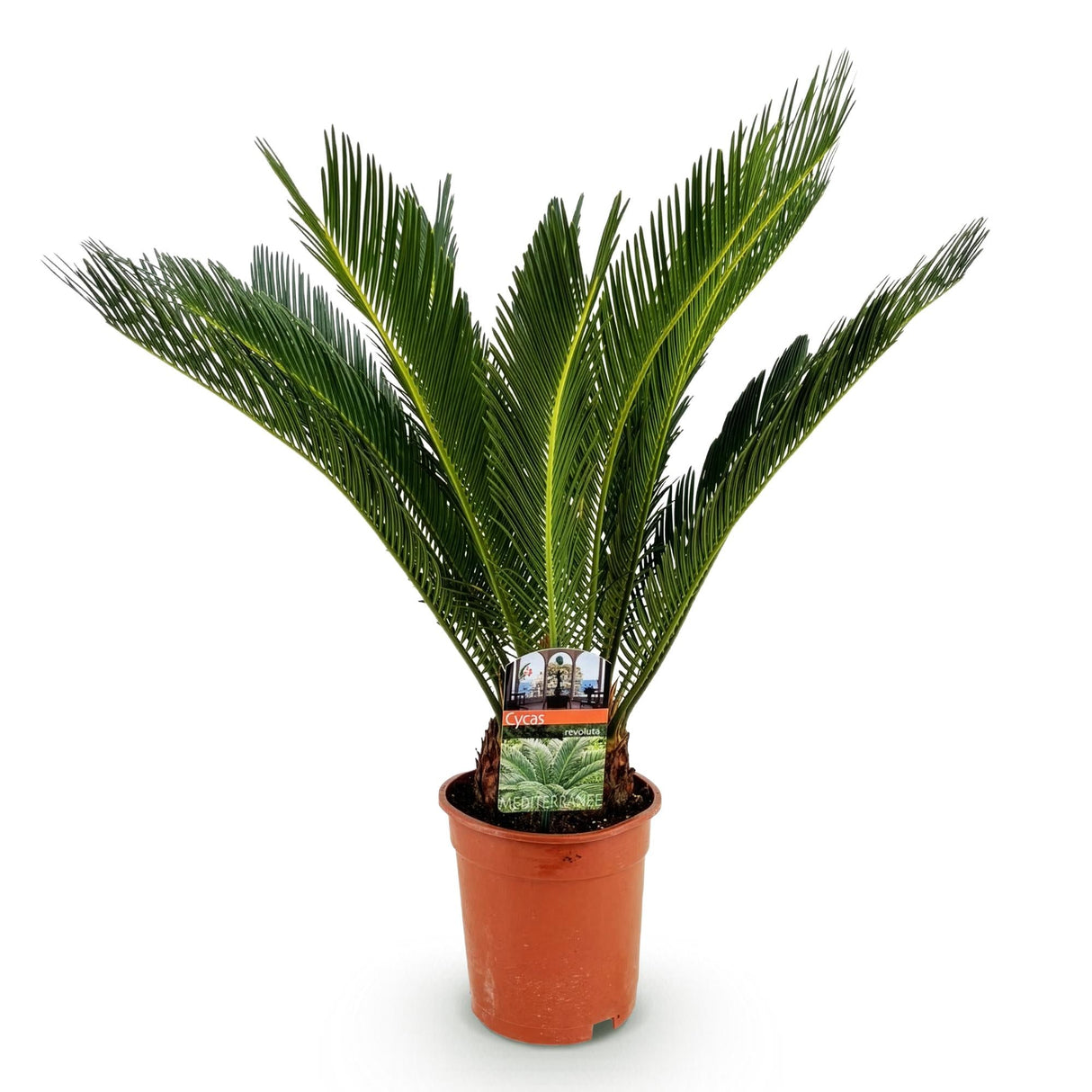 Livraison plante Cycas revoluta d17cm H70cm