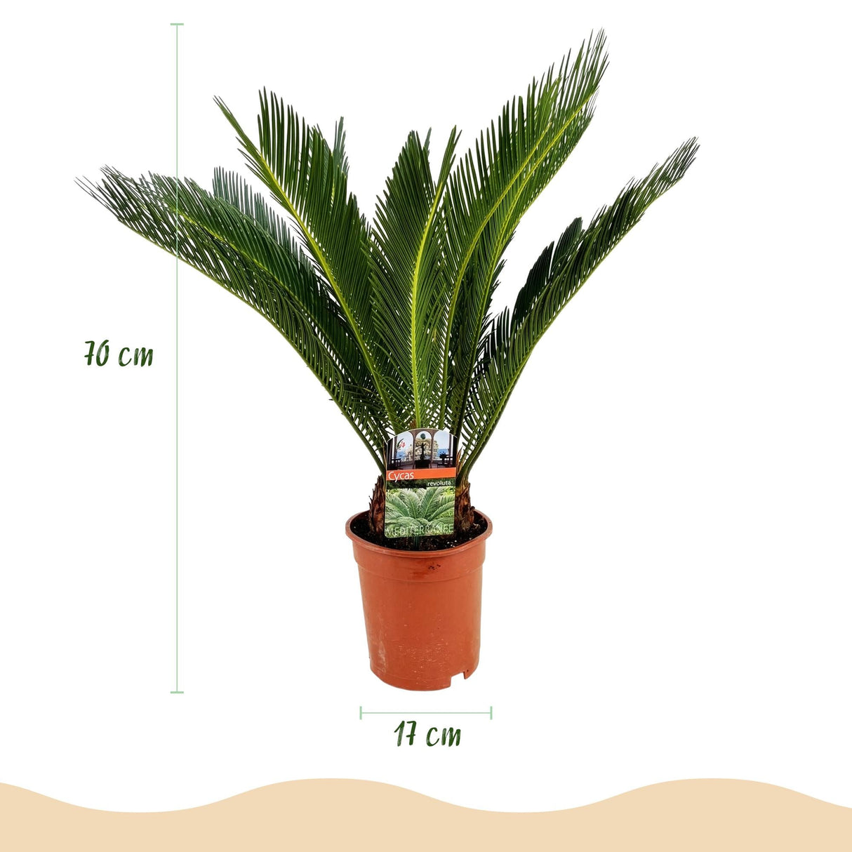 Livraison plante Cycas revoluta d17cm H70cm