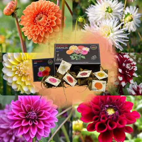 Livraison plante Dahlia Bulbes - Coffret Large de luxe, lot de 6 dahlias hollandais