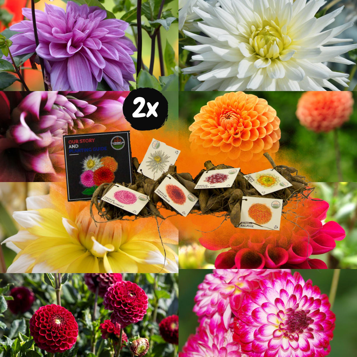 Livraison plante Dahlia bulbes Mix - 2 paquets de 8 dahlias différents