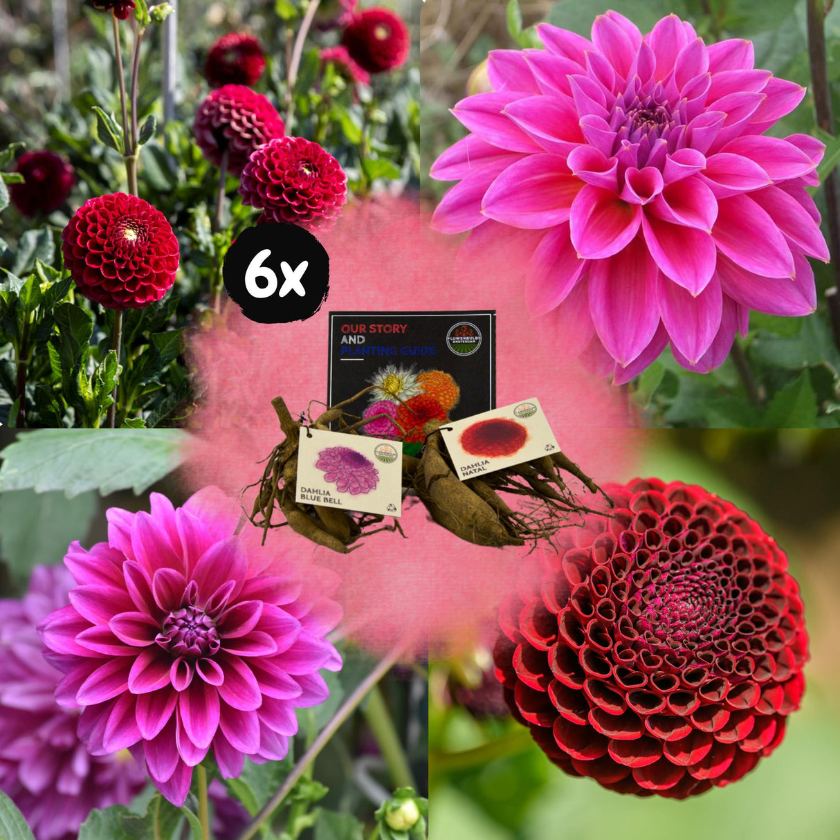 Livraison plante Dahlia - Coffret Mix 12 bulbes Dahlia Gerard's Darlings, Natal & blue bell