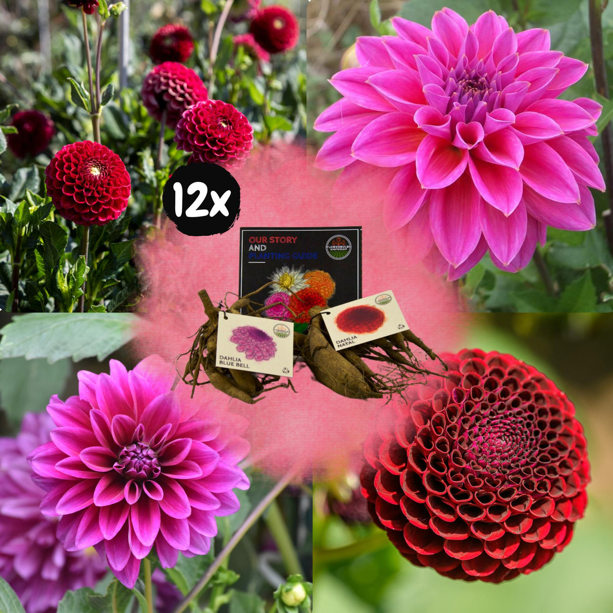 Livraison plante Dahlia - Coffret Mix 24 bulbes Dahlia Gerard's Darlings, Natal & blue bell