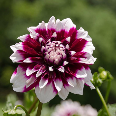 Livraison plante Dahlia Mistery Day grandes fleurs - coffret de 24 bulbes