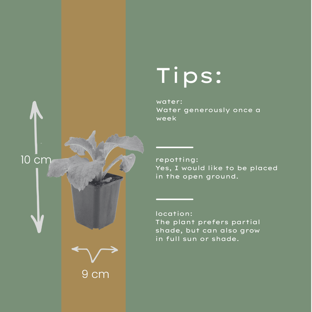 Livraison plante Digitale pourpre