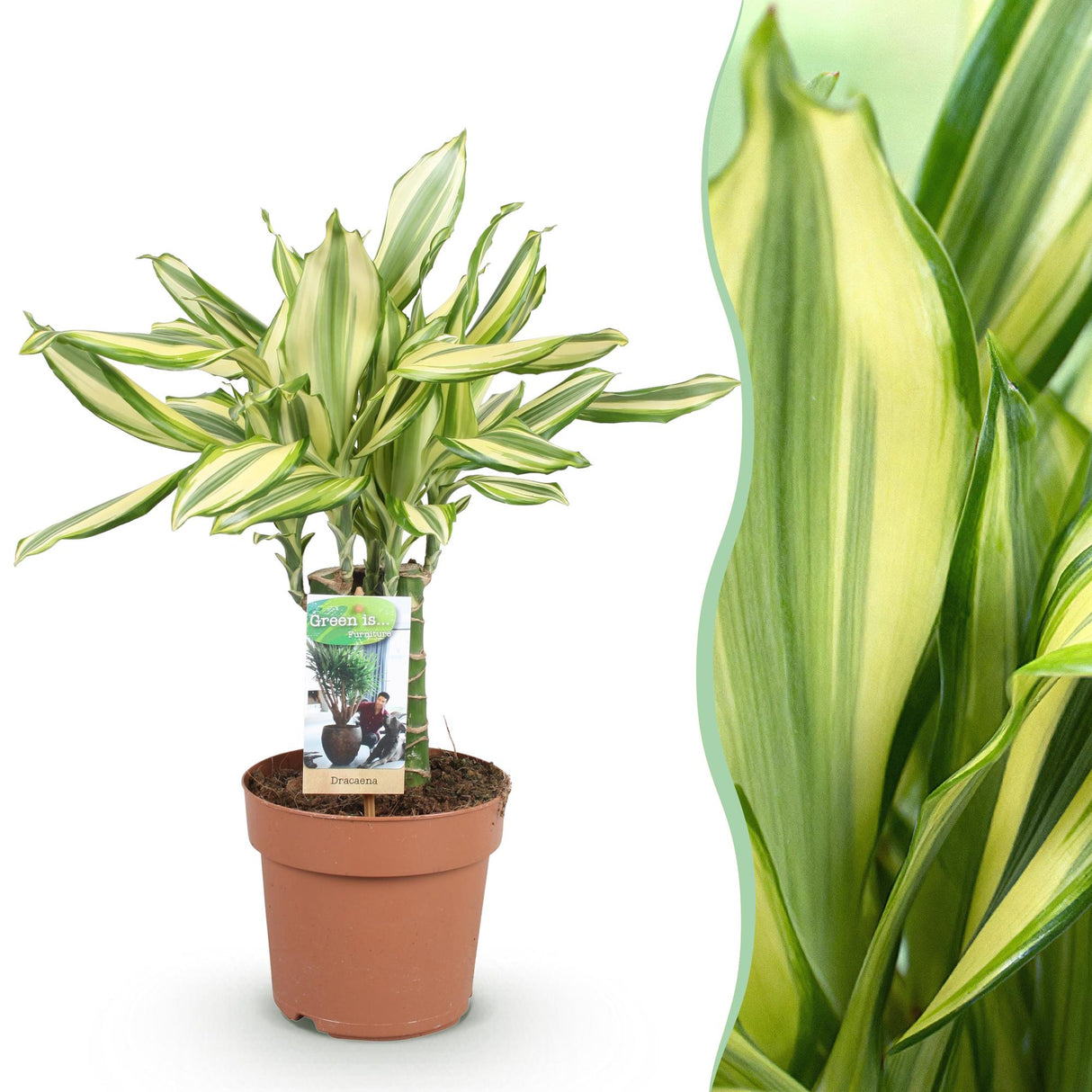 Livraison plante Dracaena Diamond Dream