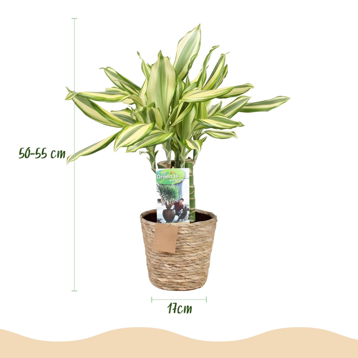 Livraison plante Dracaena fragrans Diamond Dream – Lot de 2 – Pot 17 cm