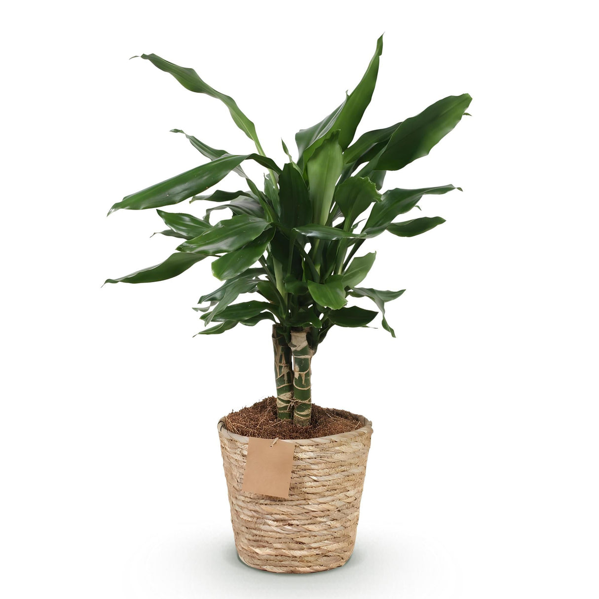 Livraison plante Dracaena fragrans et panier H50 cm