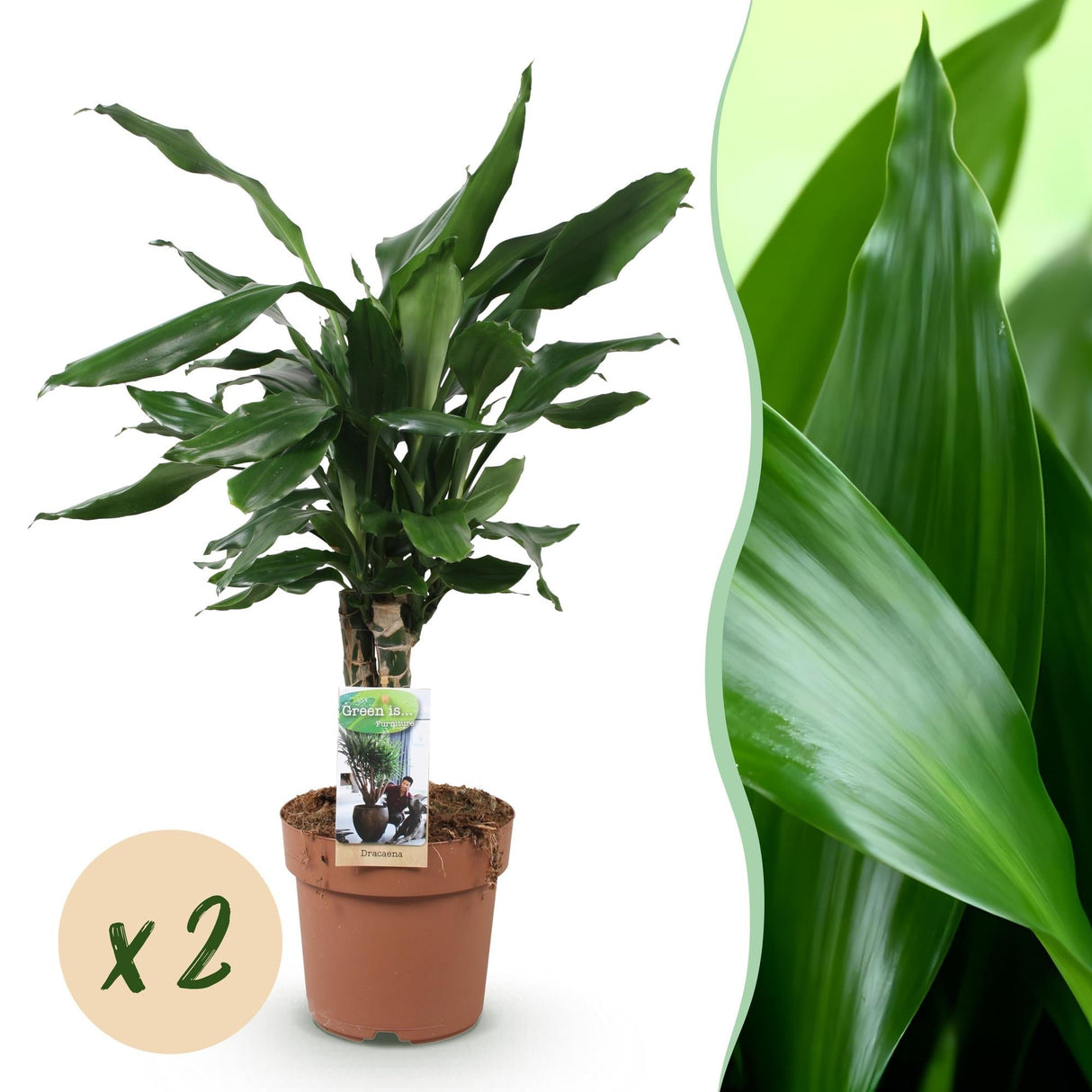Livraison plante Dracaena fragrans Steudneri