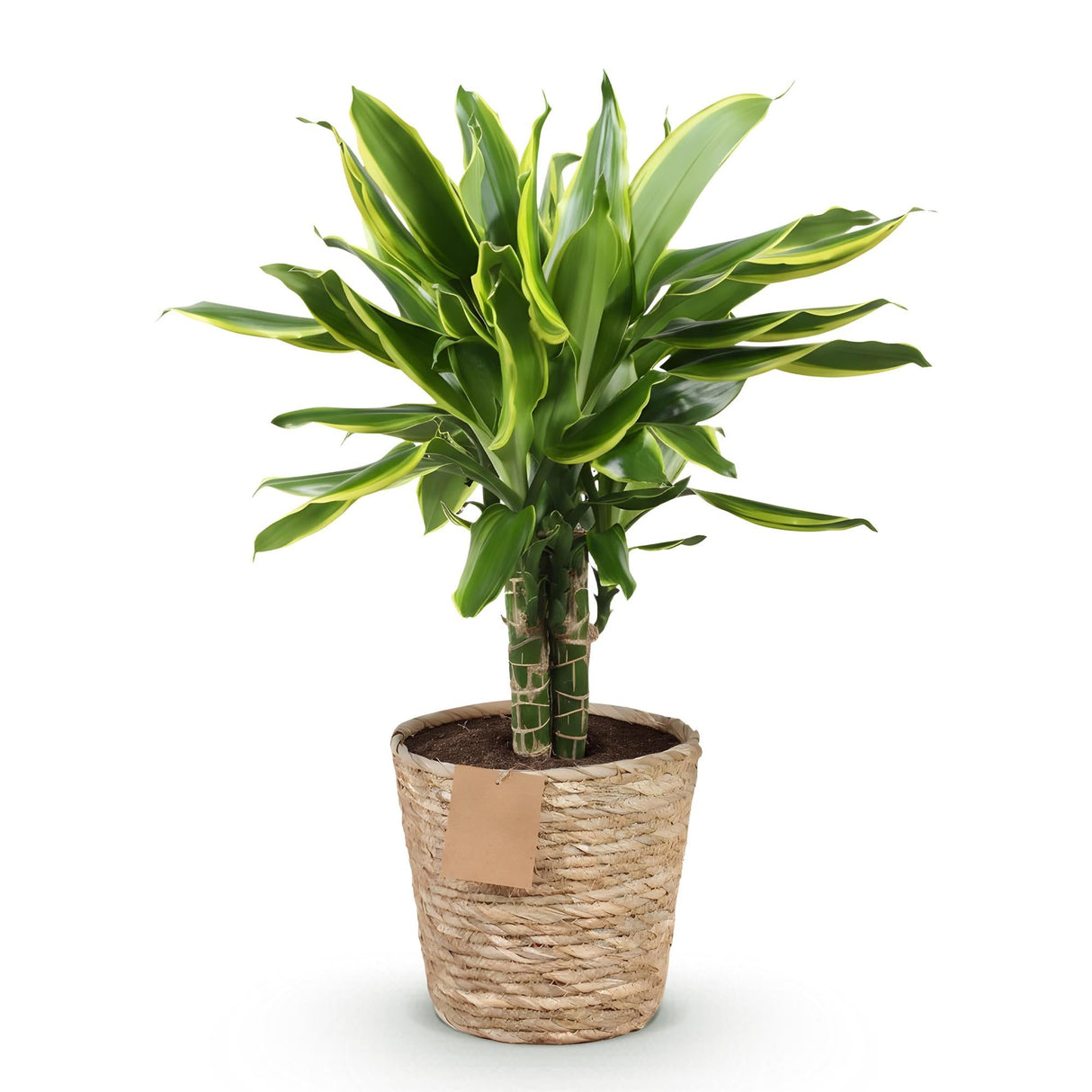 Livraison plante Dracaena Golden et pot H50 cm