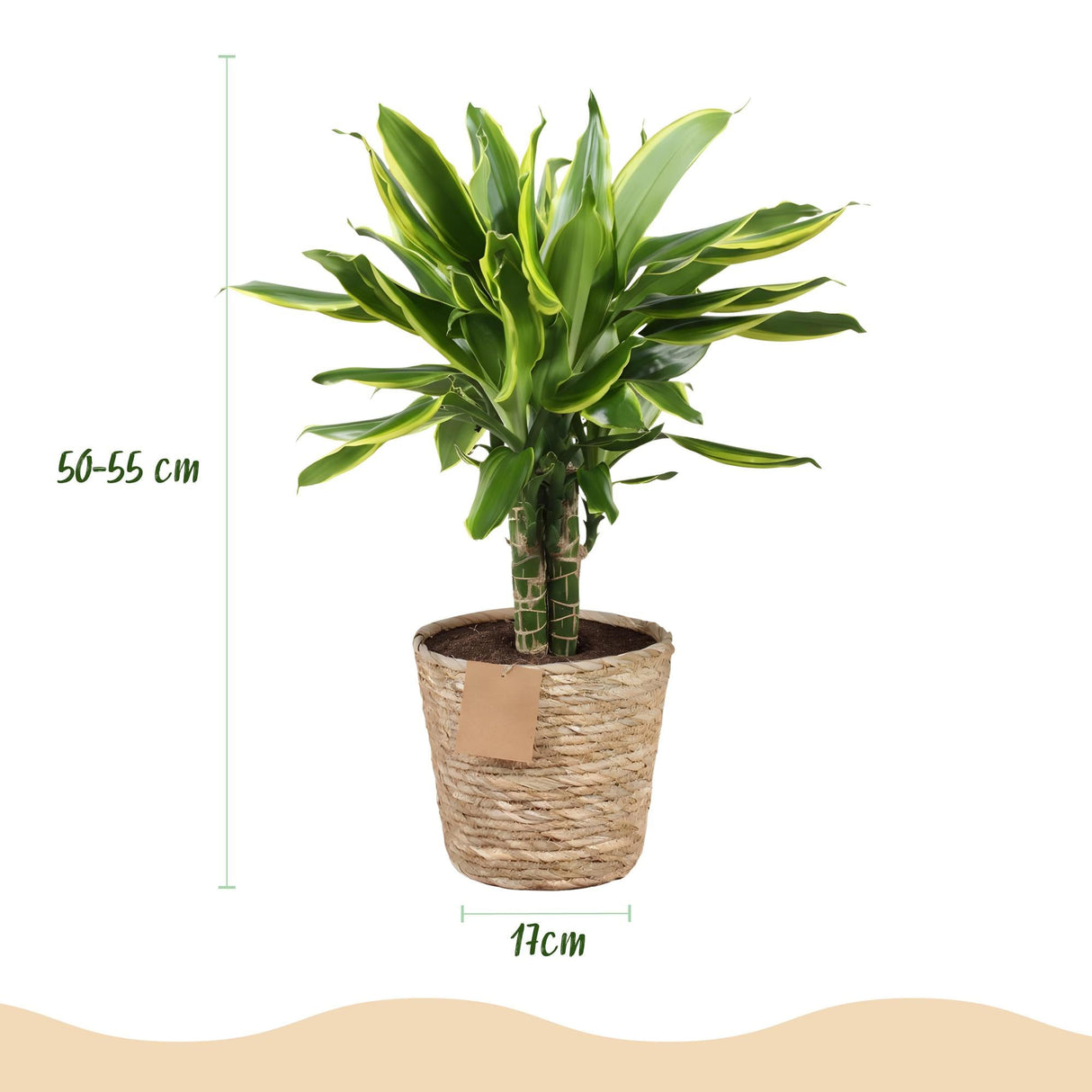 Livraison plante Dracaena Golden et pot H50 cm