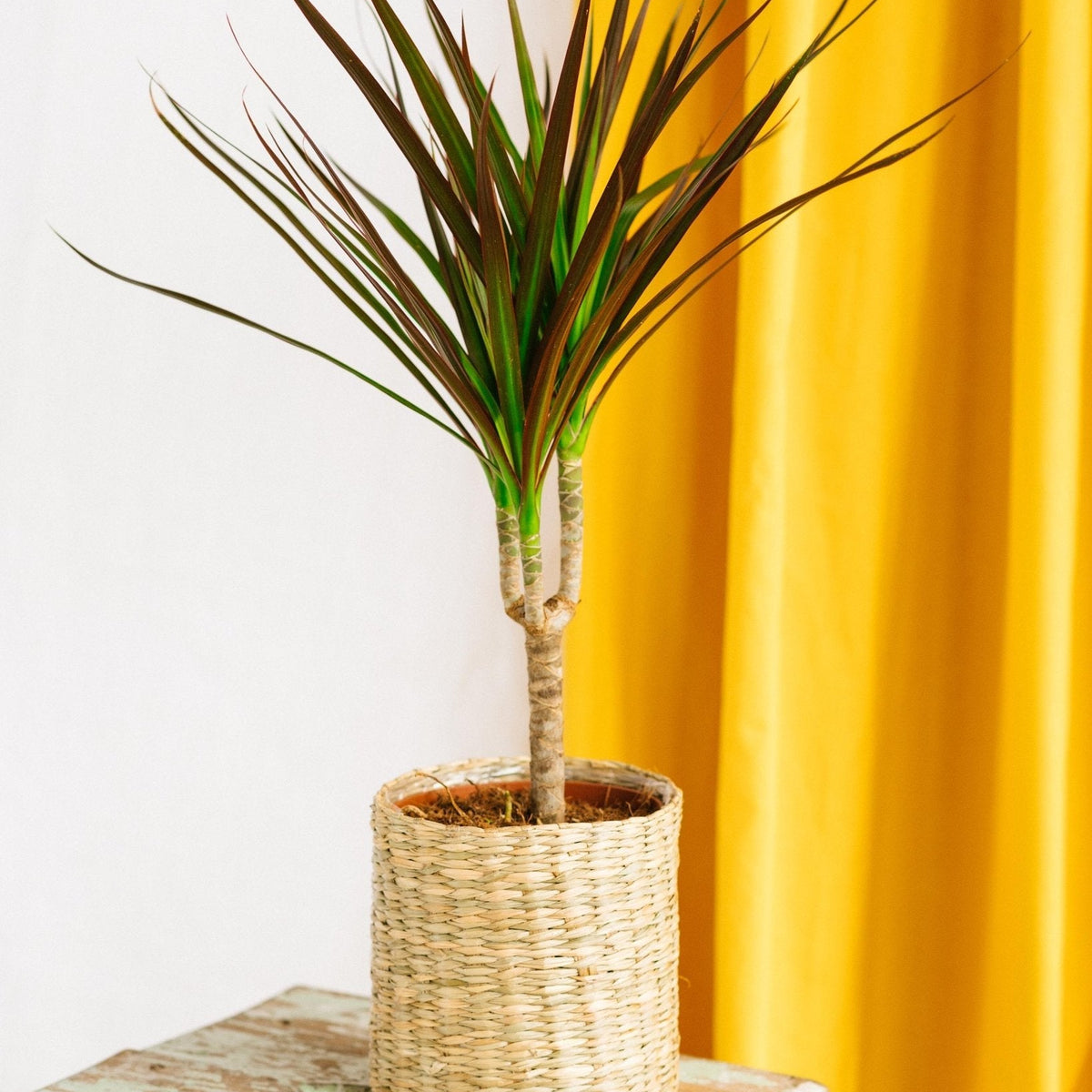 dracaena magenta cuidados Planta de interior Dracaena Magenta – Belleza y pureza naturales