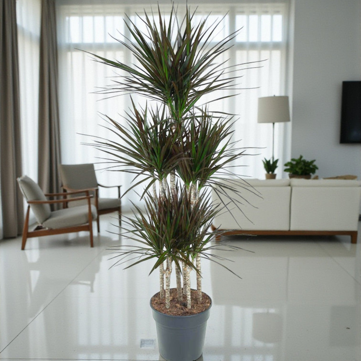 dracaena magenta cuidados Dracaena Magenta Carrusel 150cm