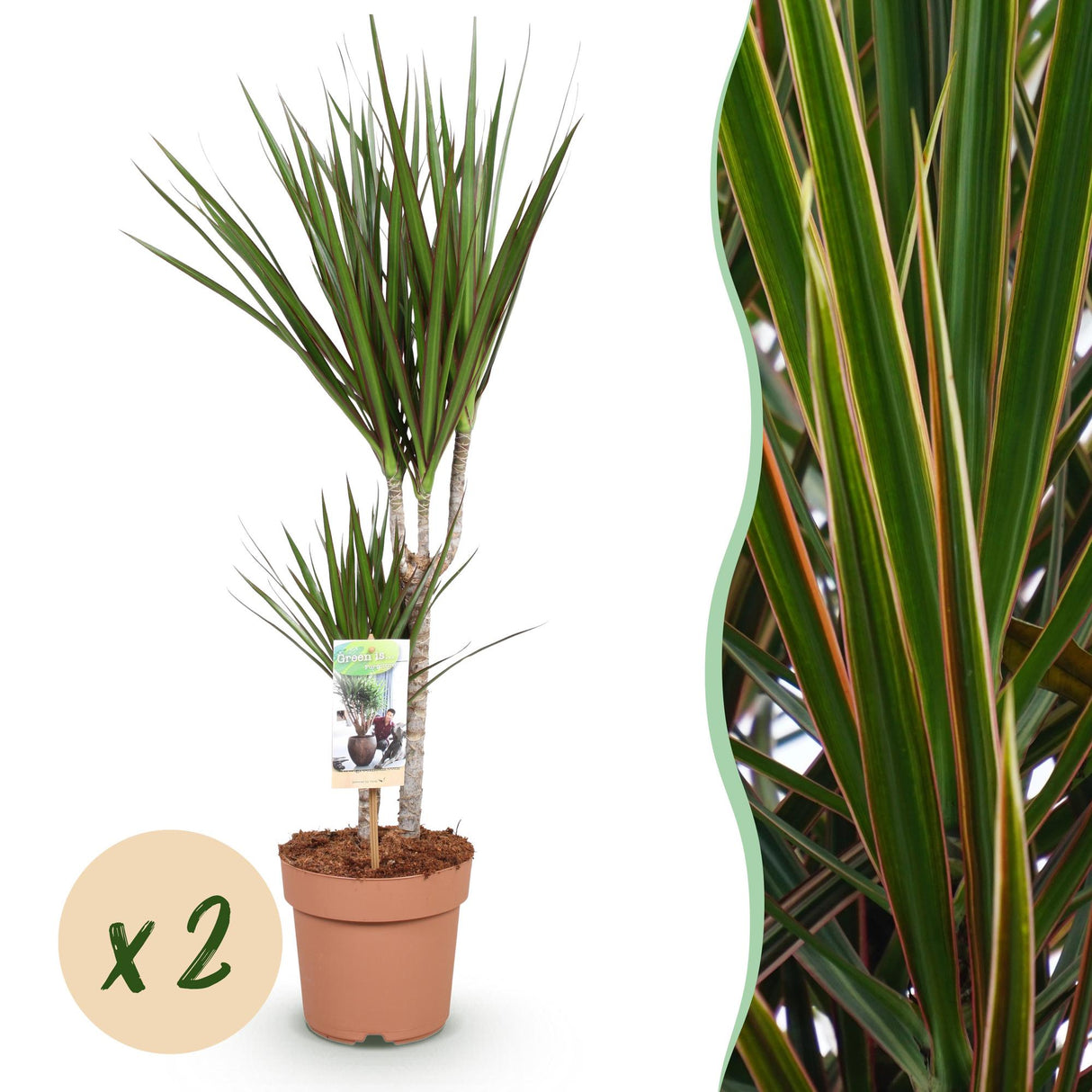 Livraison plante Dracaena Marginata