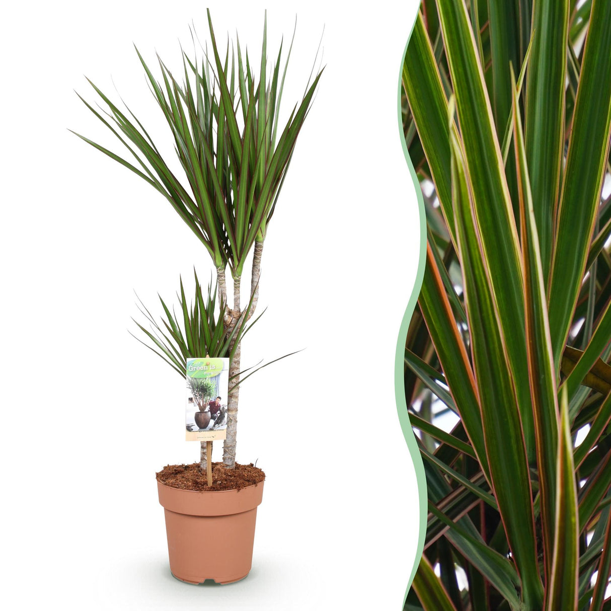 Livraison plante Dracaena Marginata