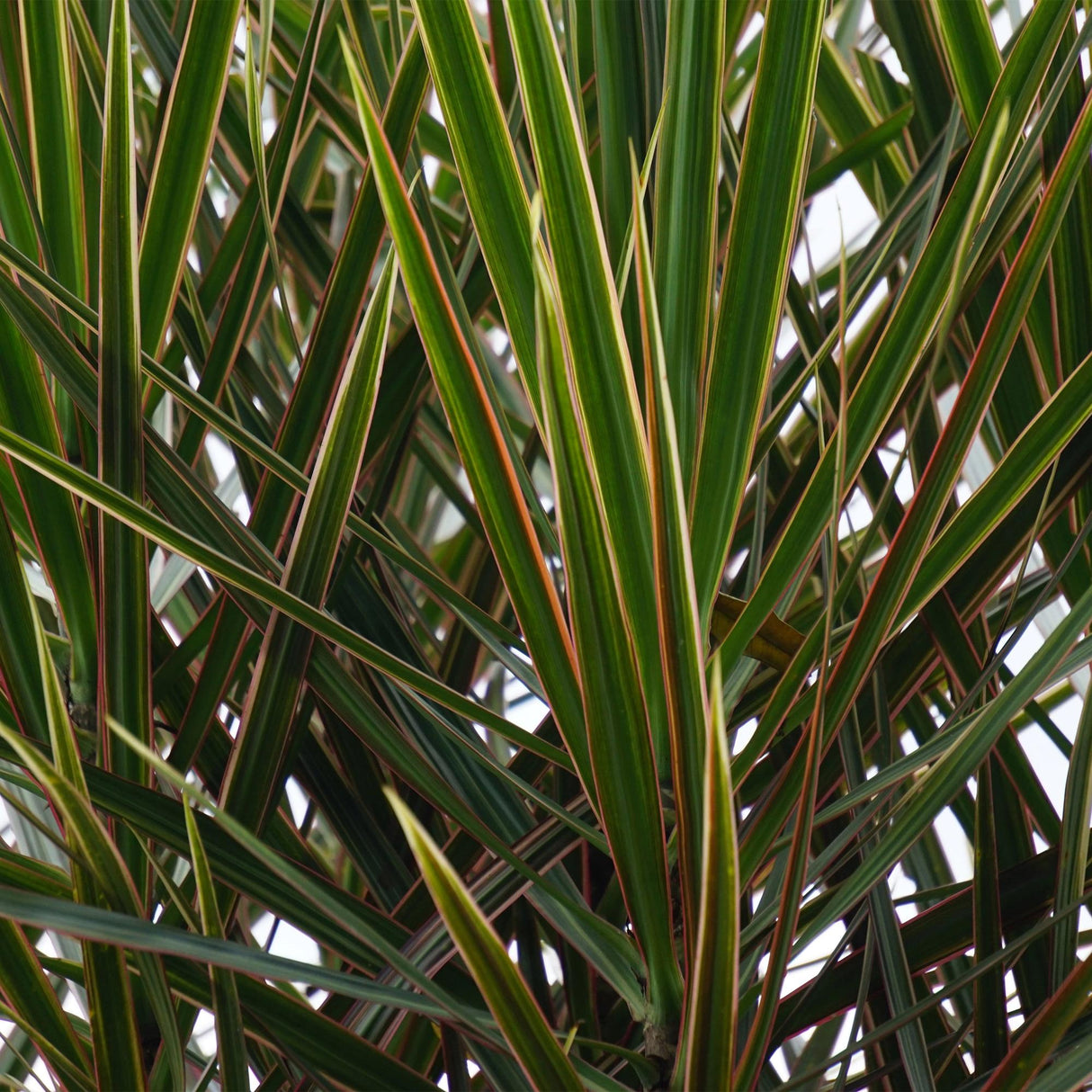 Livraison plante Dracaena Marginata