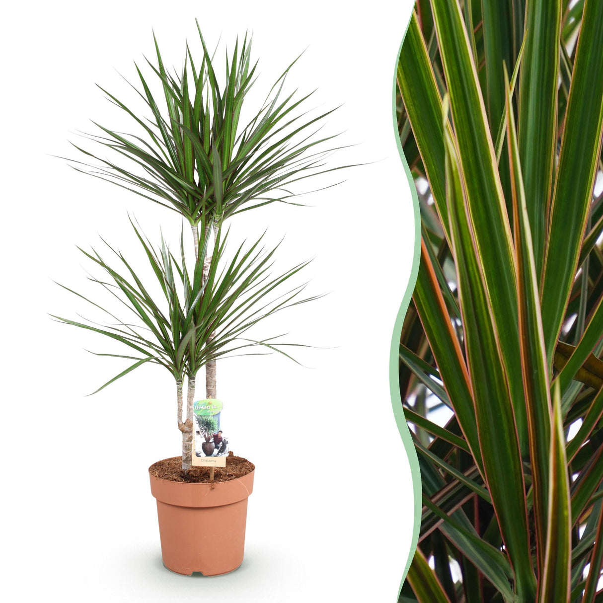 Livraison plante Dracaena Marginata