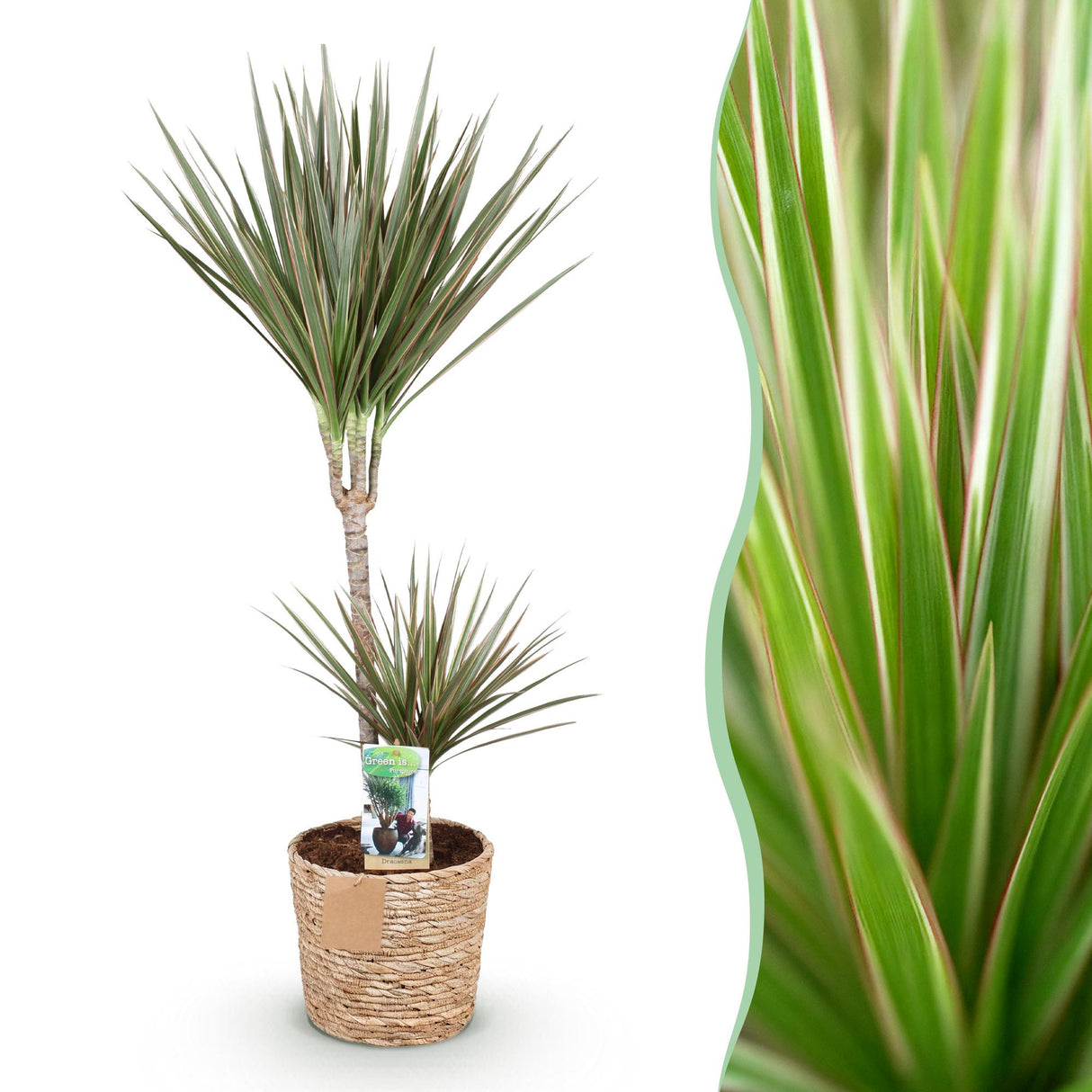 Livraison plante Dracaena Marginata Bicolor – Pot 21 cm – H90 - 100 cm