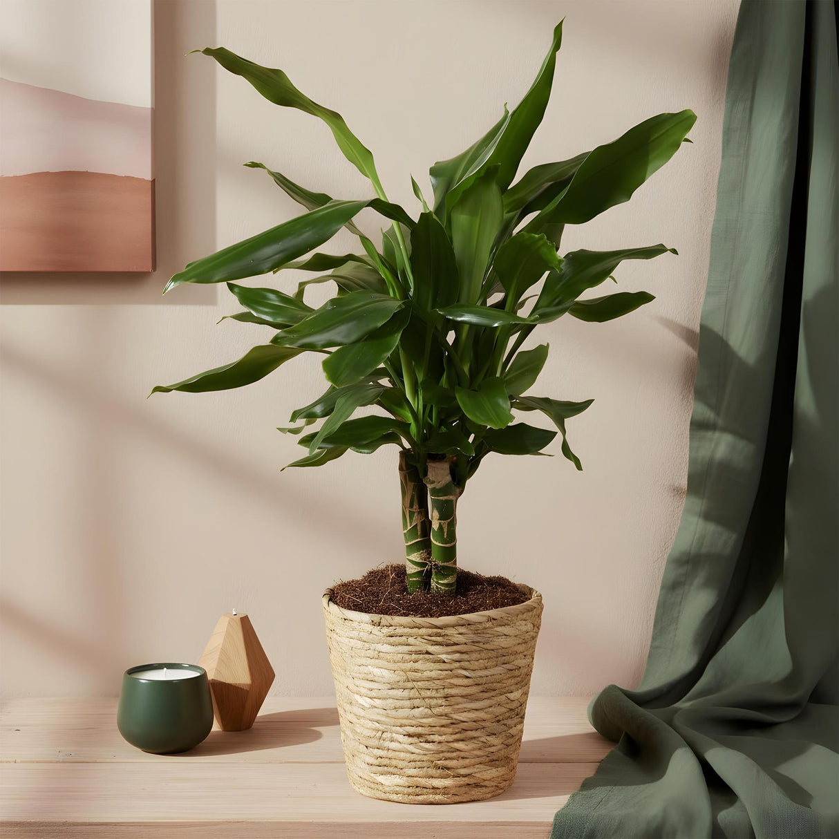 Livraison plante Dracaena Steudneri – Lot de 2 – Pot 17cm – Hauteur 50 - 55cm