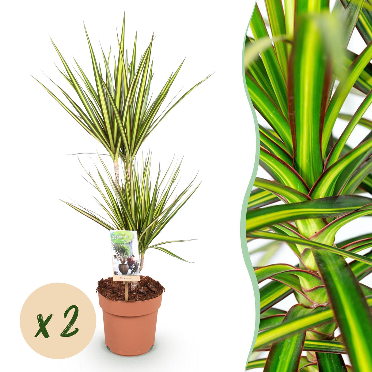 Livraison plante Dracaena Sunray – Lot de 2 – Pot 17 cm – Hauteur 70 - 75 cm