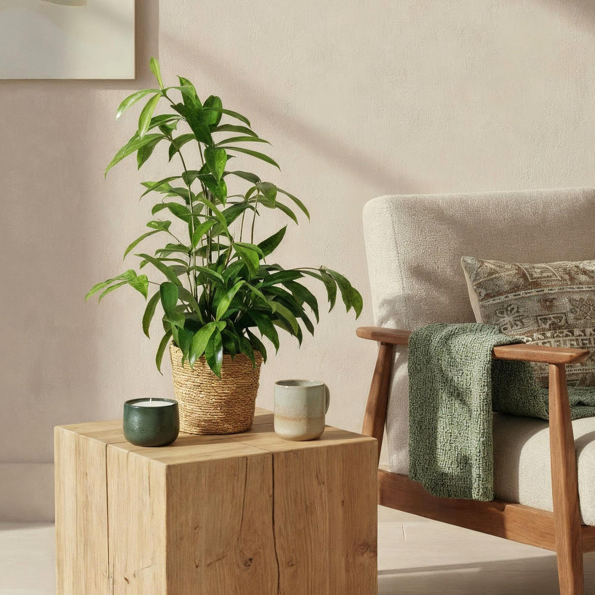 Livraison plante Dracaena surculosa – Lot de 1 – Pot 17 cm – Hauteur 60 - 70 cm