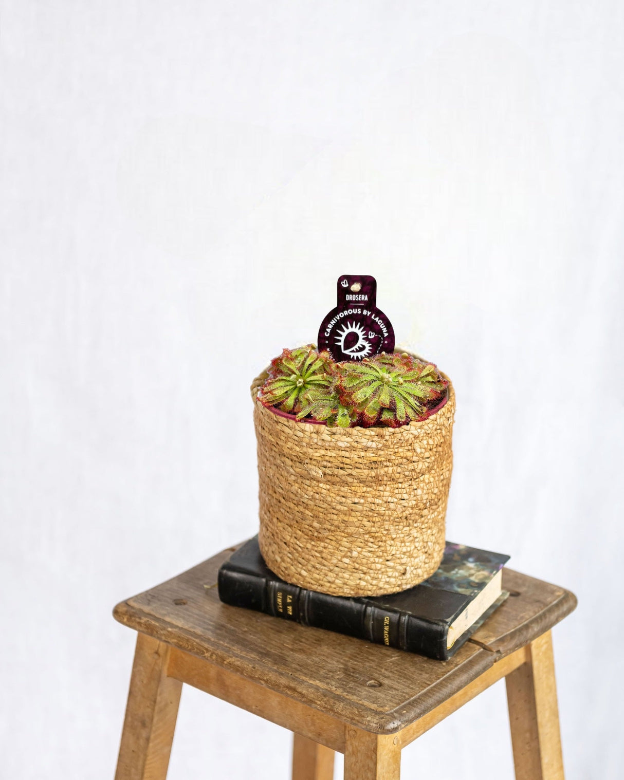 Livraison plante Drosera Aliciae