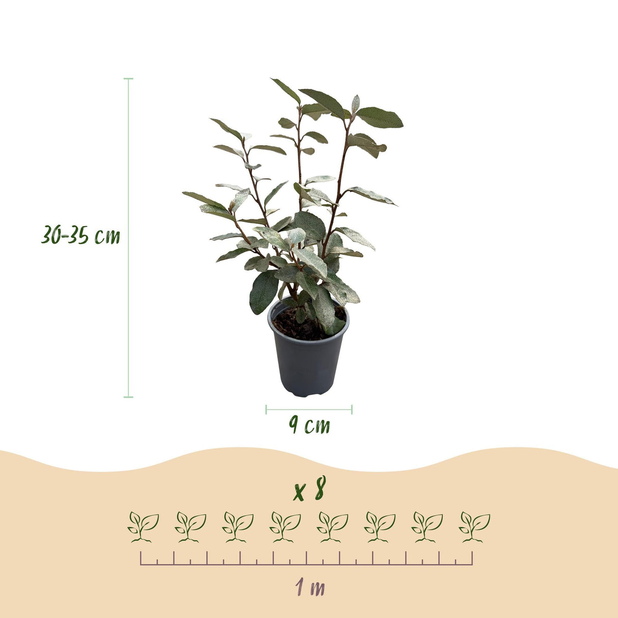 Livraison plante Elaeagnus ebbingei Compacta – Lot de 8 – Pot 9 cm
