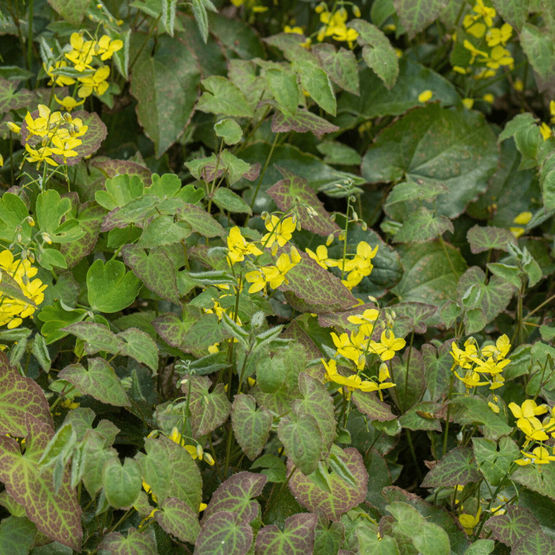 Livraison plante Epimedium