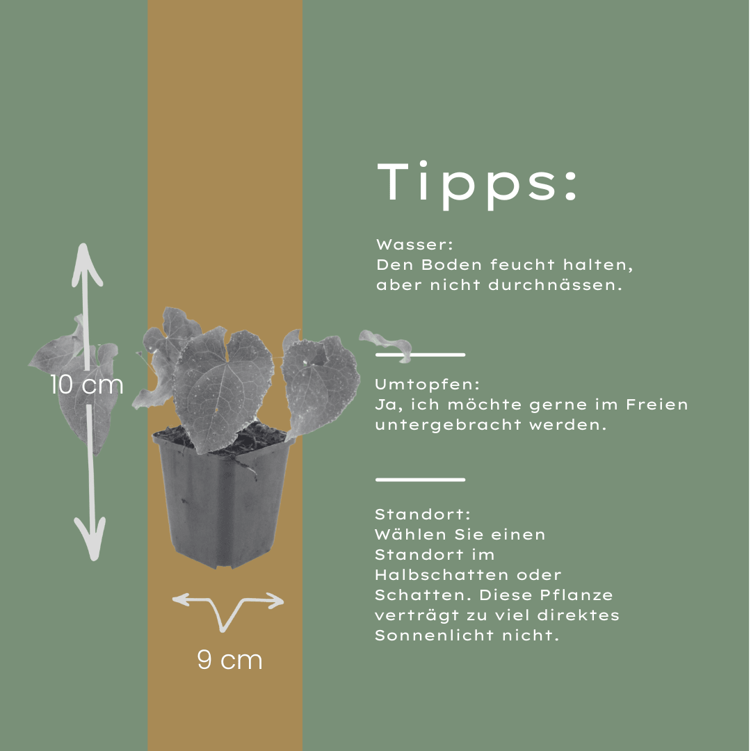 Livraison plante Epimedium