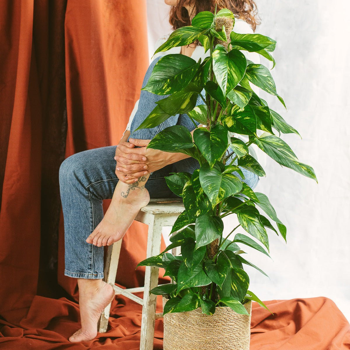 pothos en español Epipremnum Pothos: hiedra del diablo, planta de interior fácil