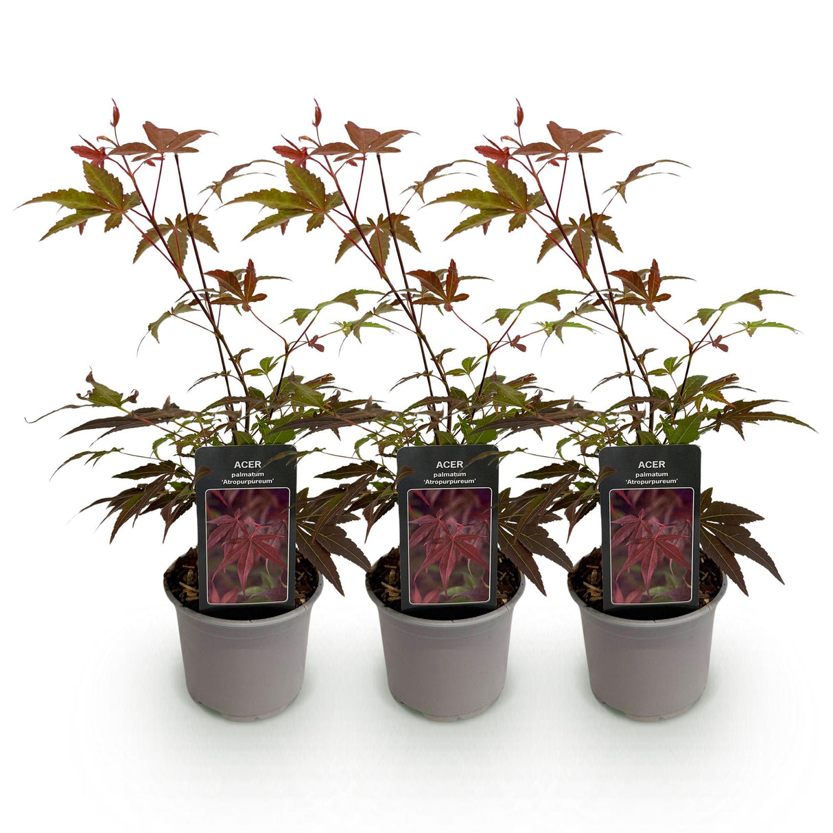 Livraison plante Érable du Japon Atropurpureum – Lot de 3 – Pot 12 cm