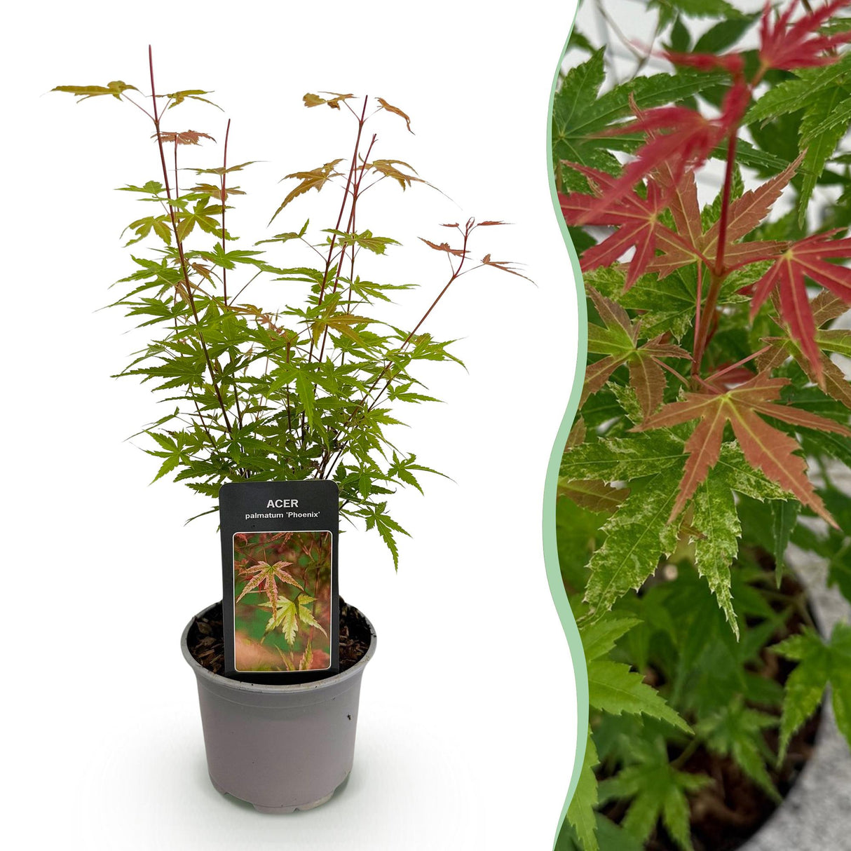 Livraison plante Érable du Japon Phoenix – Pot 12 cm – Hauteur 35 cm
