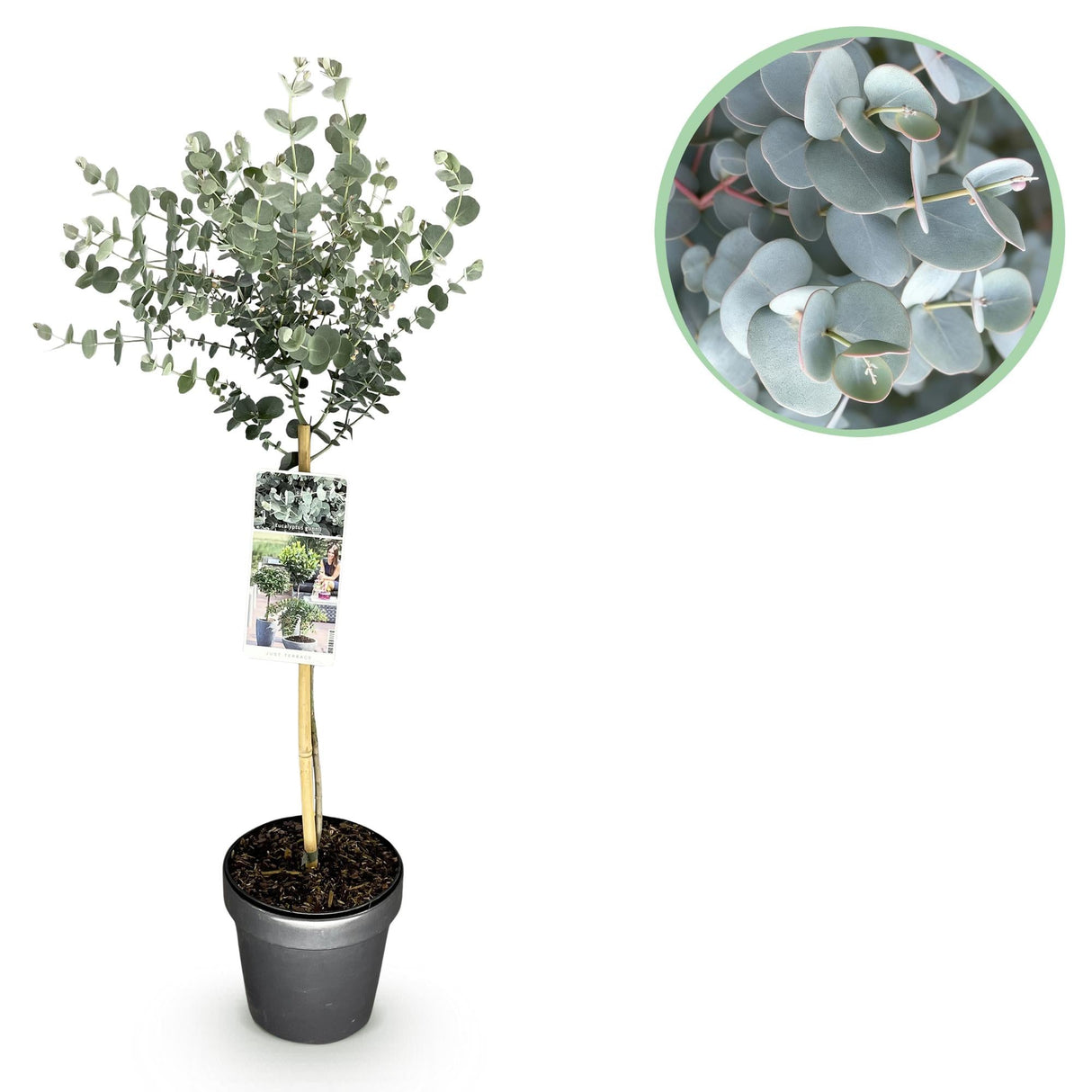 Livraison plante Eucalyptus gunnii Azura – Pot 19 cm – Hauteur 90 cm