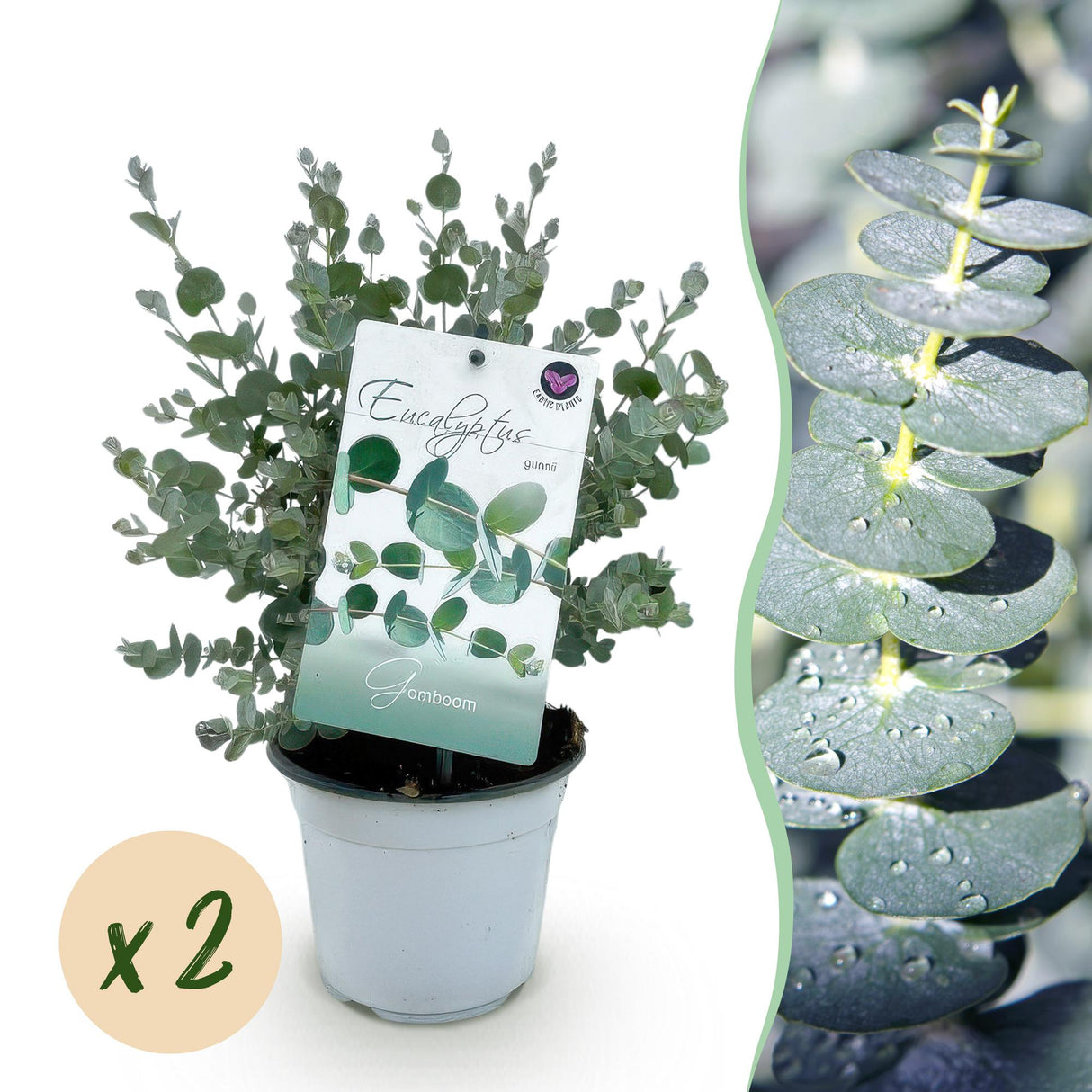 Livraison plante Eucalyptus gunnii – Lot de 2 – Pot 14 cm – Hauteur 30 cm