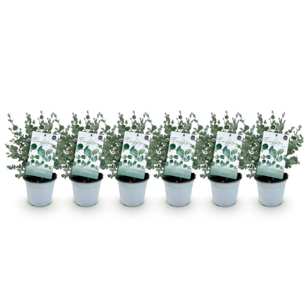 Livraison plante Eucalyptus gunnii – Lot de 6 – Pot 14 cm – Hauteur 30 cm