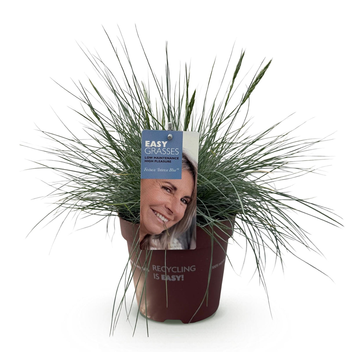 Livraison plante Festuca glauca Intense Blue – Lot de 1 – Pot 17 cm
