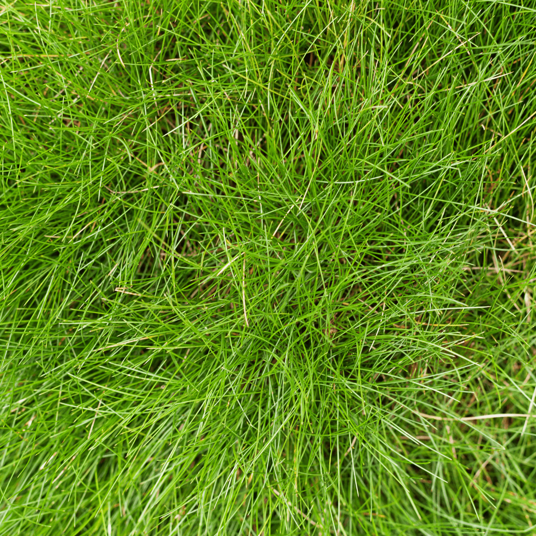 Livraison plante Fetuque de gautier