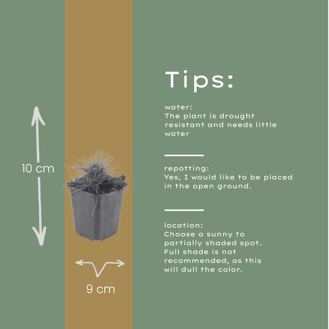 Livraison plante Fetuque de gautier