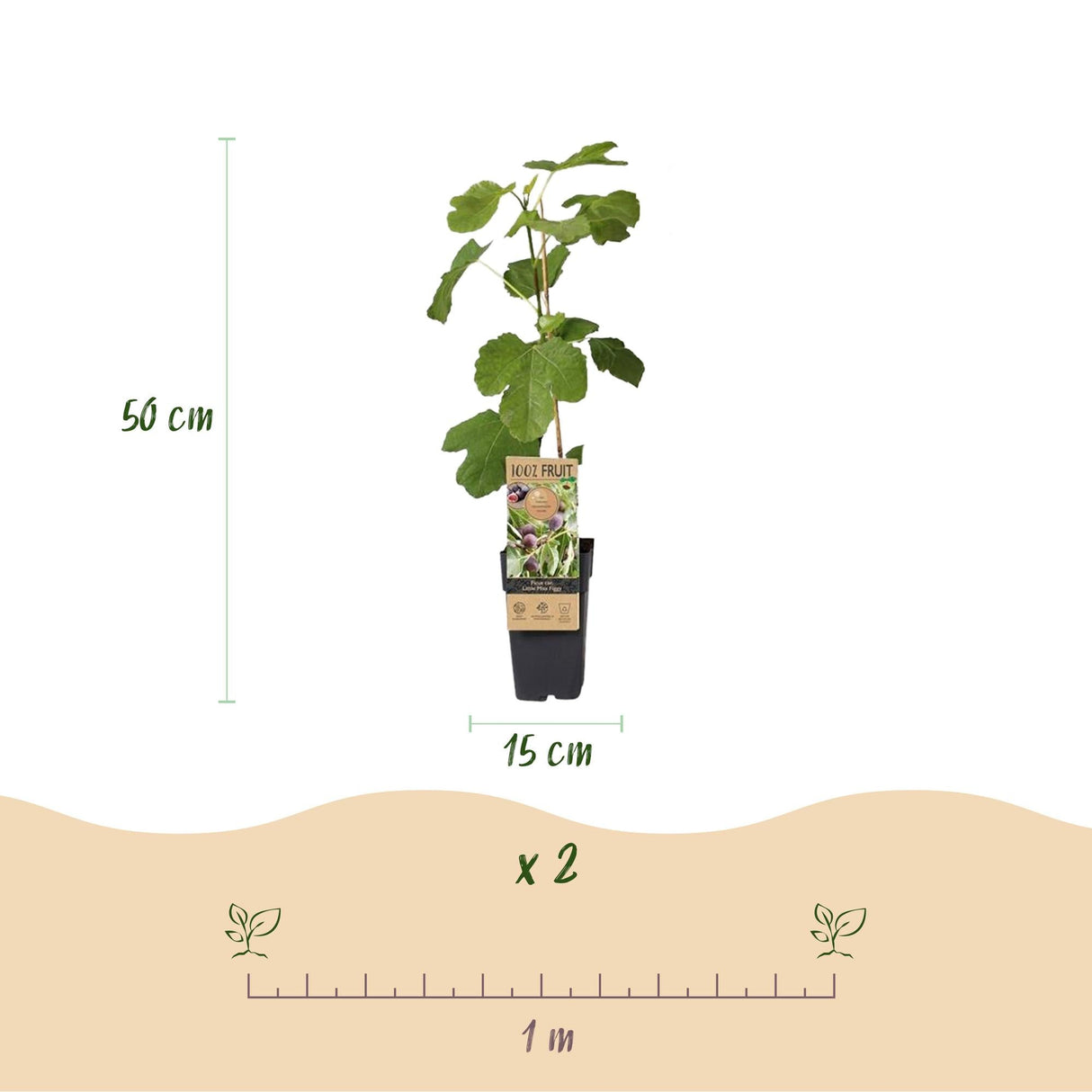 Livraison plante Ficus carica Little Miss Figgy – Lot de 2 – Pot 15 cm