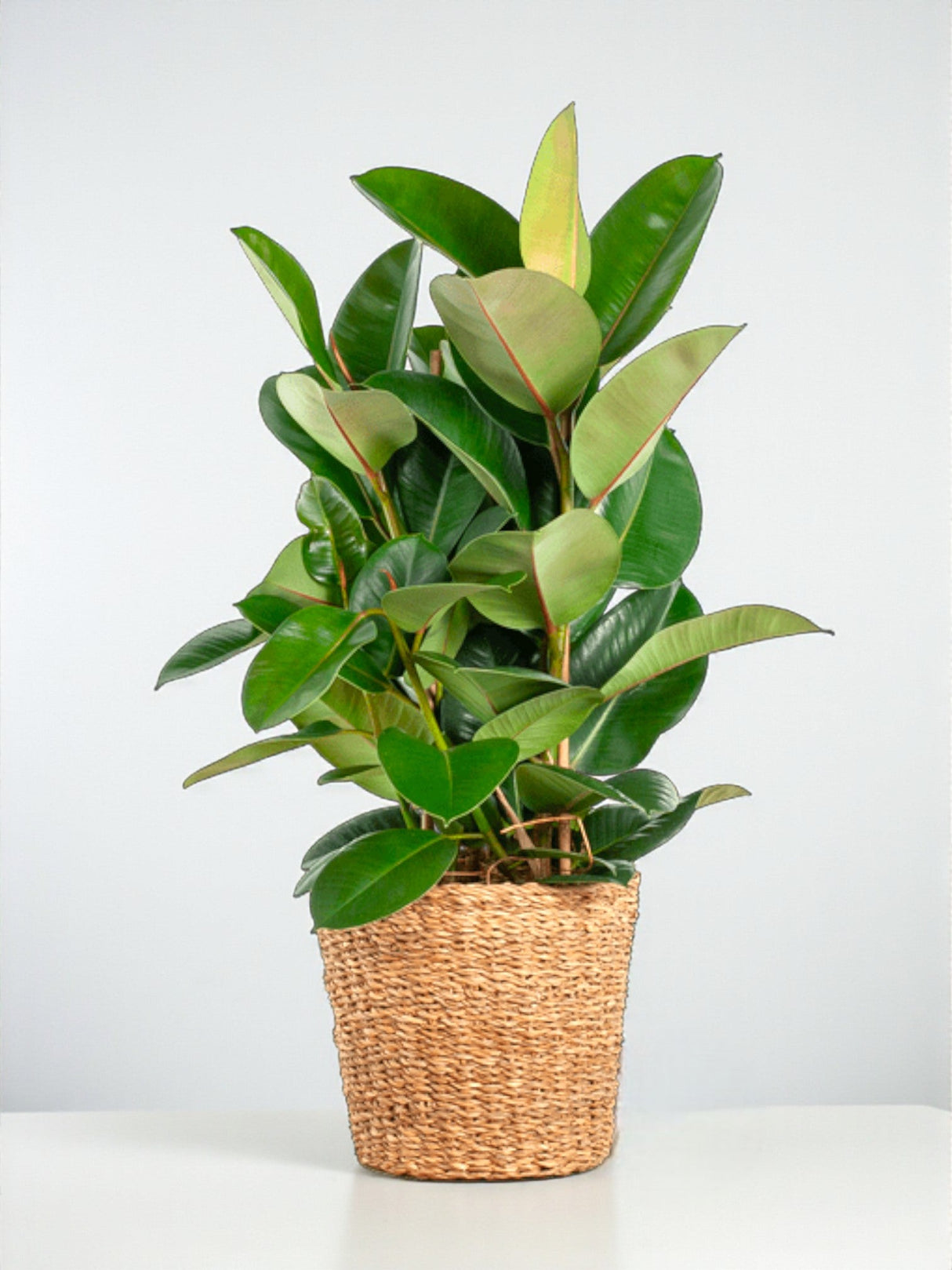 Livraison plante Ficus Elastica Robusta et son pot