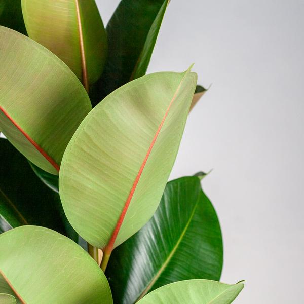 Livraison plante Ficus Elastica Robusta et son pot