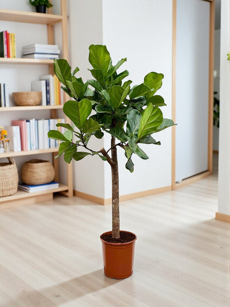 Livraison plante Ficus Lyrata boom
