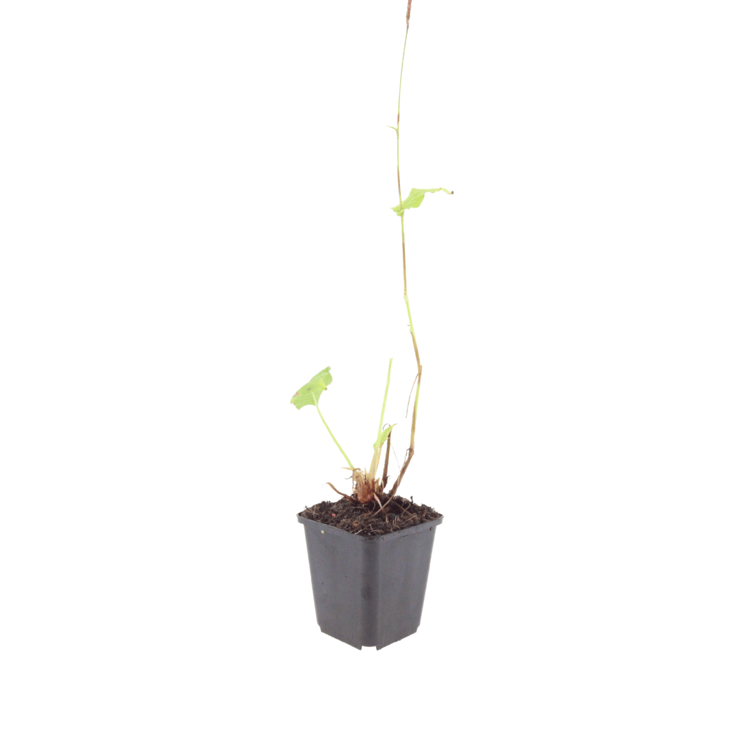 Livraison plante Fleur en épis rouge