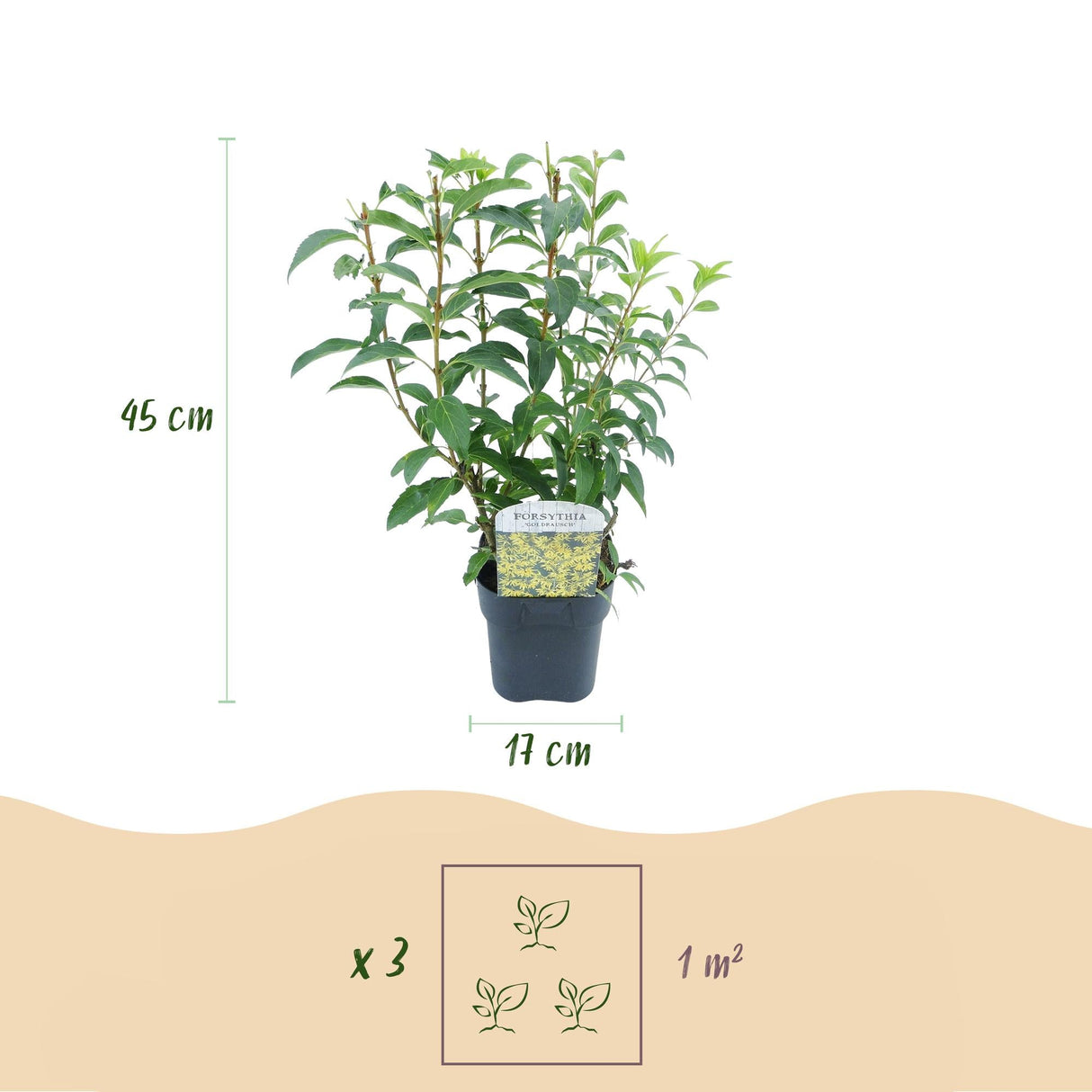 Livraison plante Forsythia intermedia Goldrausch – Pot 17 cm – Hauteur 45 cm