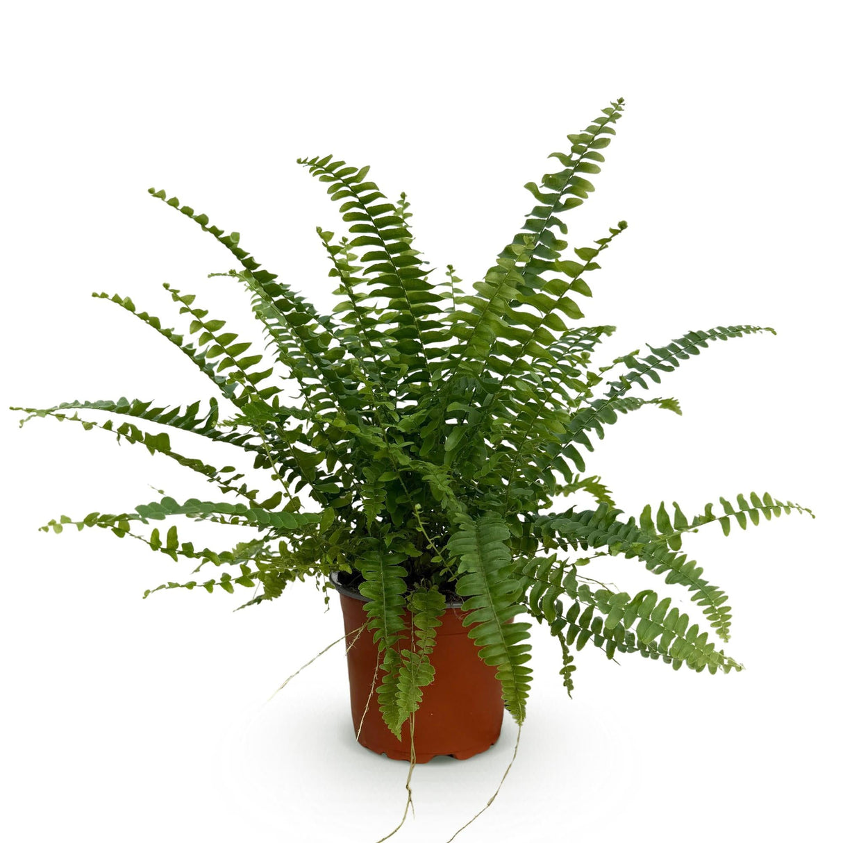 Livraison plante Fougère de Boston