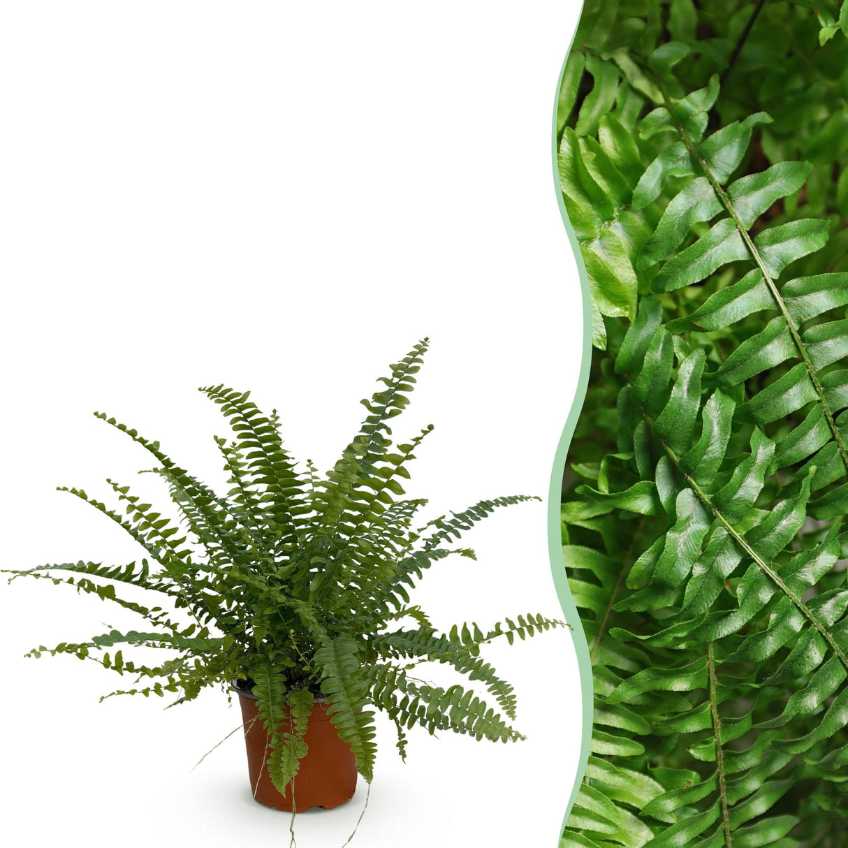 Livraison plante Fougère de Boston